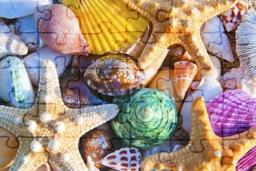 Sea Shells and Starfish jigsaw puzzle