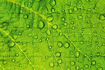 Water Drop on a Leaf jigsaw puzzle