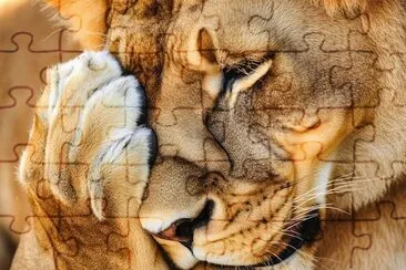 Lion Holding its paw over its Face jigsaw puzzle