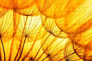 Orange Dandelion jigsaw puzzle