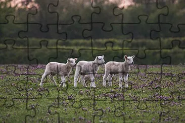  jigsaw puzzle