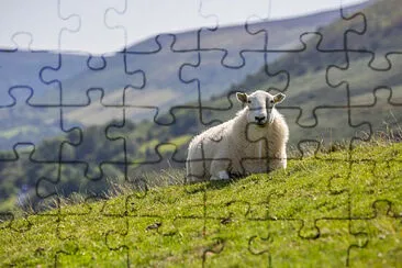 Toy jigsaw puzzle