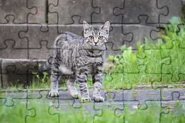 Foto jigsaw puzzle