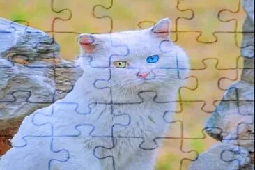 gato jigsaw puzzle