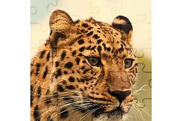 Animais selavagens - leopardo