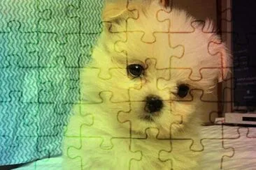 Perro 1 jigsaw puzzle