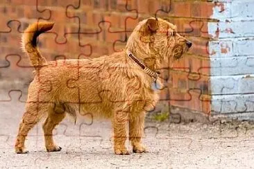 Toy jigsaw puzzle