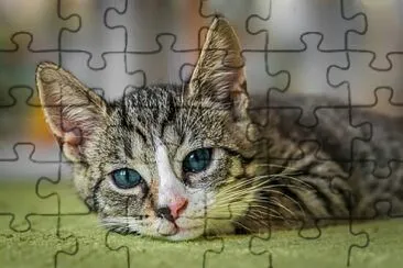 Toy jigsaw puzzle