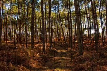 La Forêt landaise