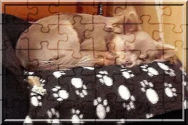 Chihuahua en sièste jigsaw puzzle