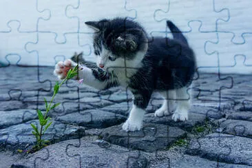 Toy jigsaw puzzle