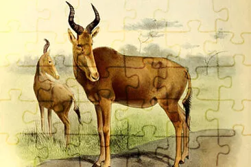 Extinct Antelope species