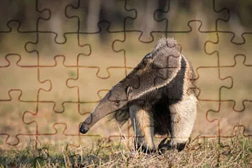 Toy jigsaw puzzle