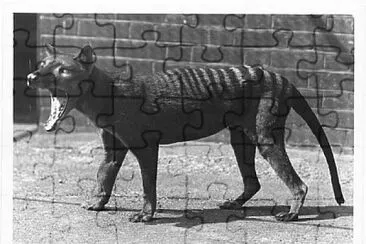 Extinct tasmanian jigsaw puzzle