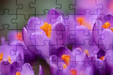 Toy jigsaw puzzle