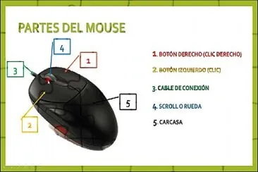 Partes del mouse