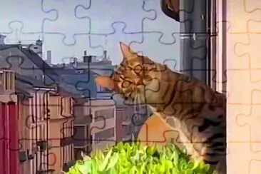 gato jigsaw puzzle