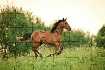 Fluttershy jigsaw puzzle