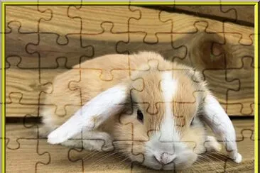 Lapin Bélier jigsaw puzzle