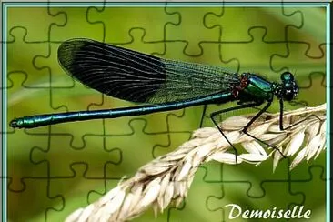 Libellule Demoiselle