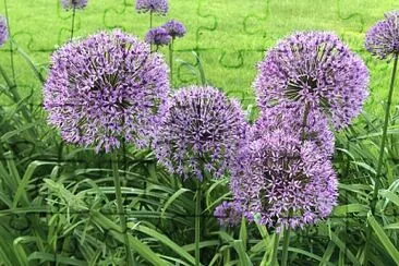 Alliums at Buscot Park