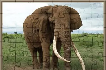 Elephant d 'Afrique jigsaw puzzle