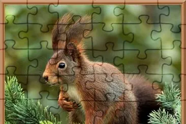 Ecureuil roux. jigsaw puzzle