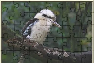 Oiseau d 'Australie jigsaw puzzle