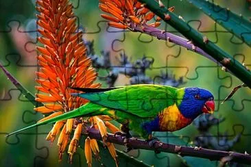 Lorikeet jigsaw puzzle