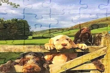 perro jigsaw puzzle