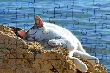 gato jigsaw puzzle