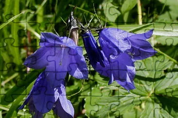 Wiesen Glockenblume jigsaw puzzle