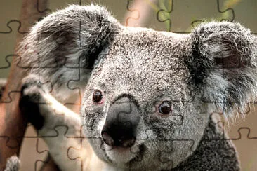 Koala jigsaw puzzle