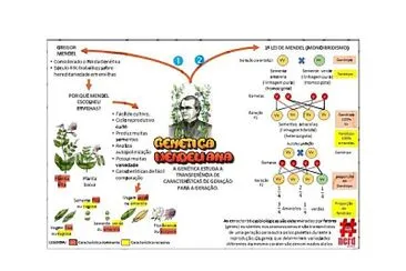 Genetica Mendel jigsaw puzzle