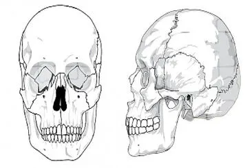 partes del craneo jigsaw puzzle