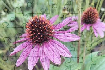 Purple echinacea flower