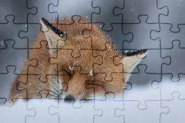 Zorro jigsaw puzzle