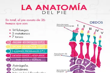 Anatomía