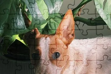 a cute jack russell x blue heeler jigsaw puzzle