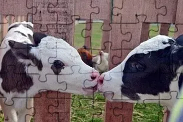 Sweet Calves jigsaw puzzle