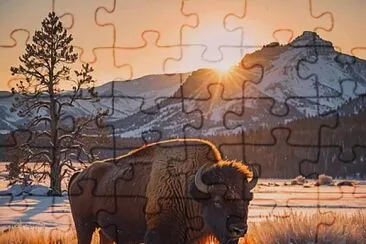 Bison jigsaw puzzle