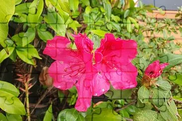 Pink Azalea