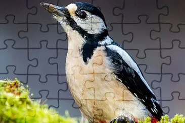 pajaro jigsaw puzzle