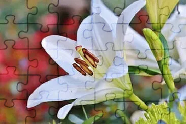  jigsaw puzzle