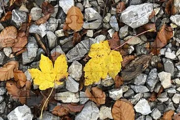 Leaves   Stones, Eibsee, Grainau jigsaw puzzle