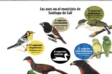 Cali Biodiversa - especies de aves