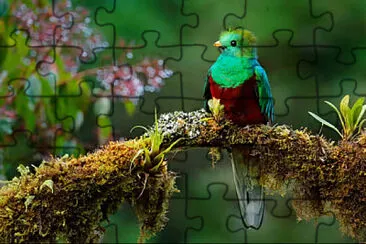 Toy jigsaw puzzle