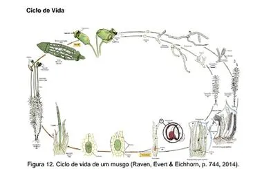 Ciclo de vida