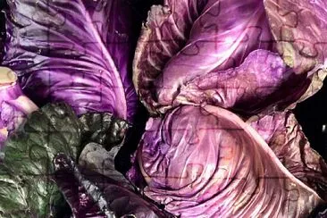 Purple cabbages