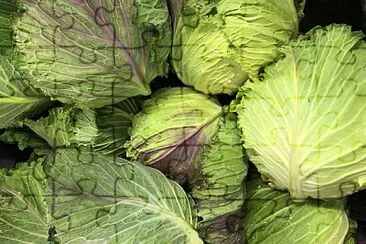 Green cabbages abstract